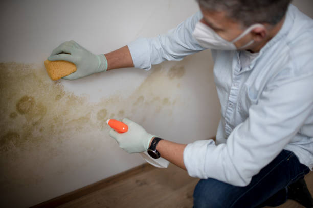 Best Residential Mold Removal  in Seaside Park, NJ