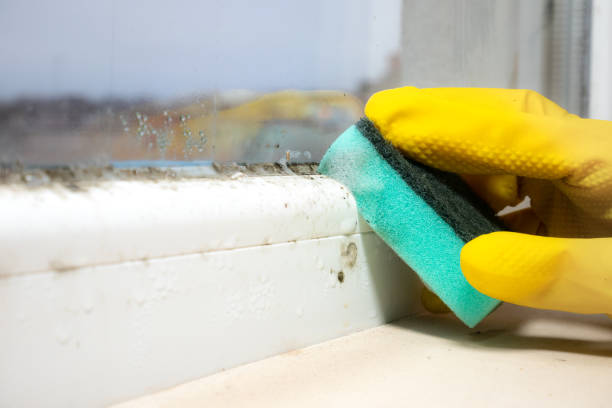 Home Mold Removal in Seaside Park, NJ