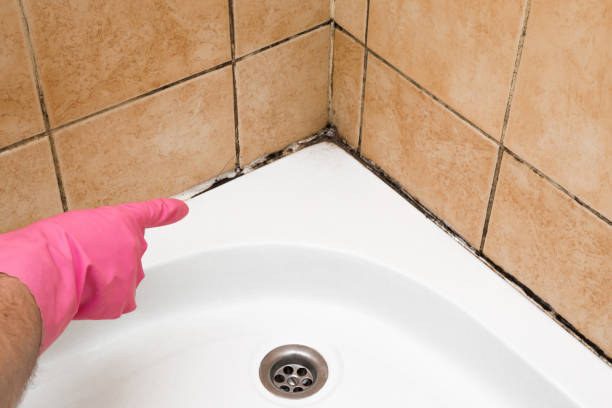 Best Affordable Mold Removal  in Seaside Park, NJ